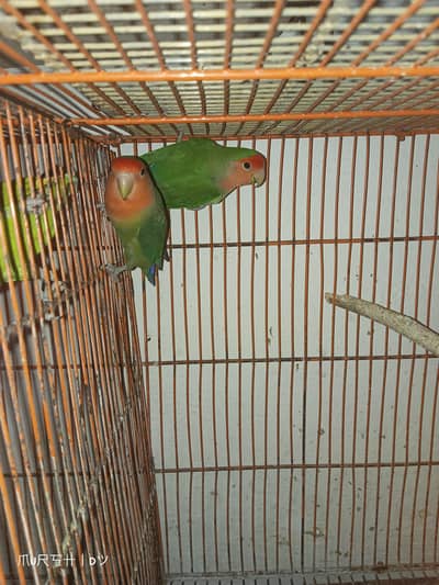 4 albino red eyes 1 pair decinowithalbino for sale