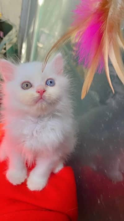 Persian kittens triple coat pair  for sale contact whatsap 03255613563