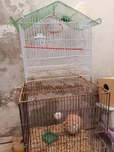Birds Cages