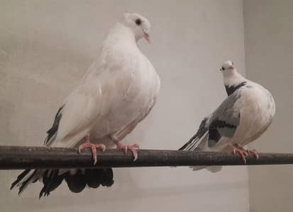 Lucky Nasle kabotar Patho ka jora