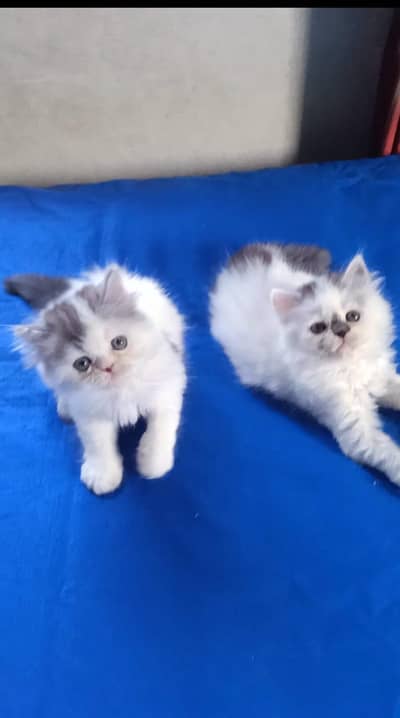 Persian kittens triple coat pair  for sale contact whatsap 03255613563