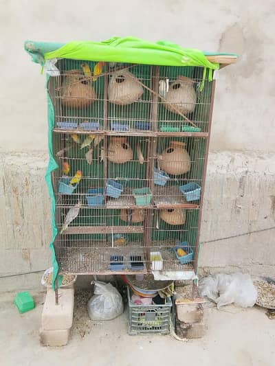 love birds full setup