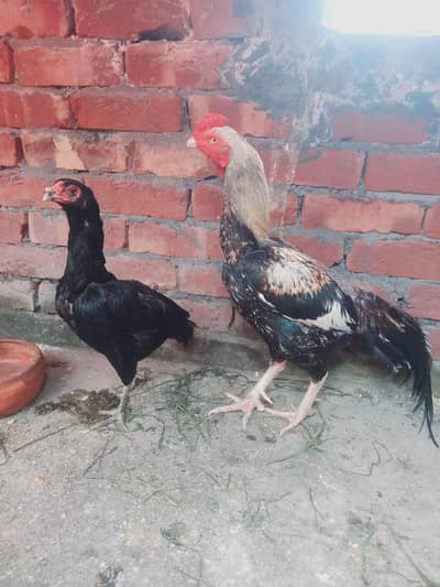 Aseel Pair for Sale (Young Healthy)