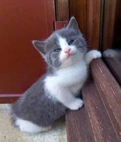pair of munchkin cat