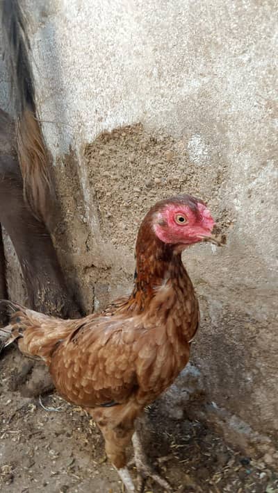 mainwali female murgi