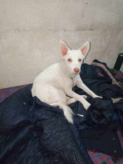 Russian Dog Age 08 Months