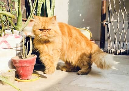 Top Quality Peke Face Breeder Female
