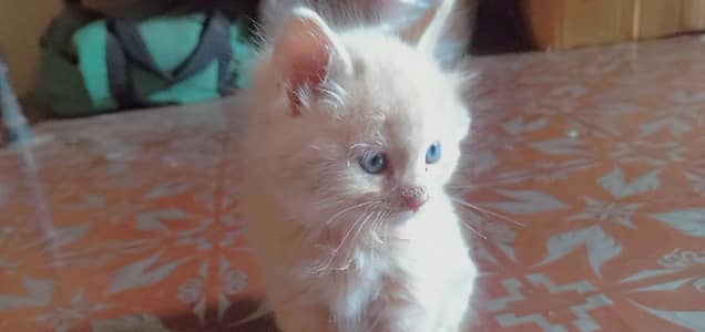 beautiful eyes Persian cat