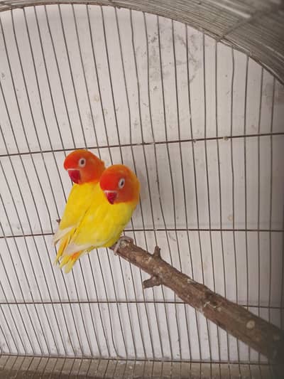 lovebirds