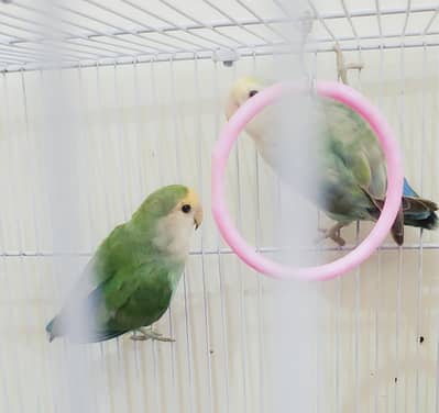 selling 2 pairs of lovebirds(4 lovebirds)