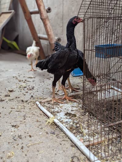 swing neck black corbra