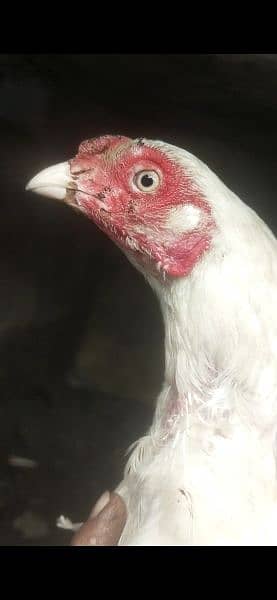 Heera/ heeri white Madi eggs laying