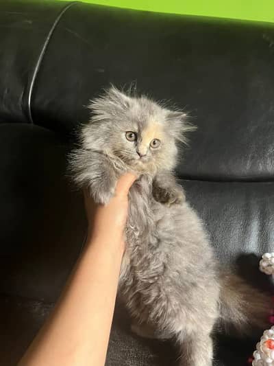 Persian kittens triple coat pair  for sale contact whatsap 03255613563