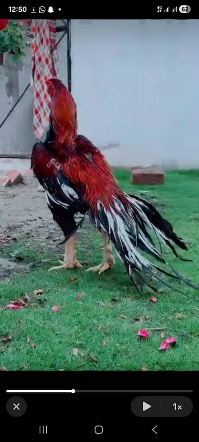 Indian long tail parrot beak Muruga