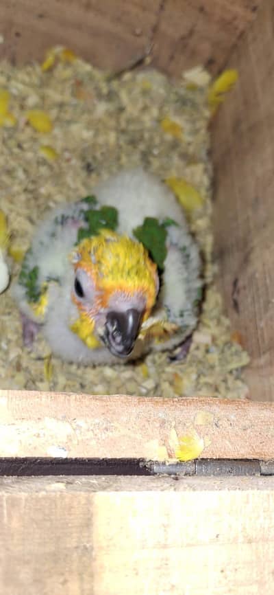 sun conure healthy chick
