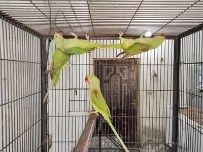 Home breed 5 Pathy for sale