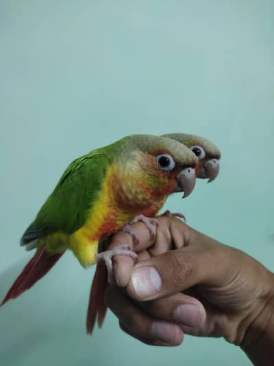 Beautiful Pineapple High Red Factor Conure  Pair
