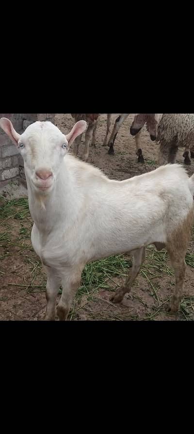 teda beauty or breeder buk or qurbani Wala mal