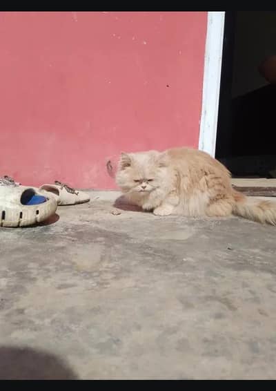 Persian cat for sale triple coated punch face