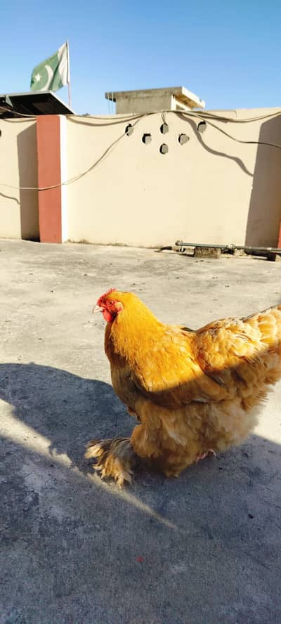 golden  heavy buff eggs . . . .