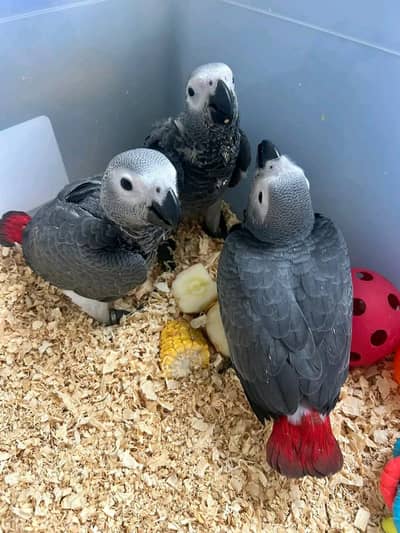 African grey parrot chicks for sale 03123226259
