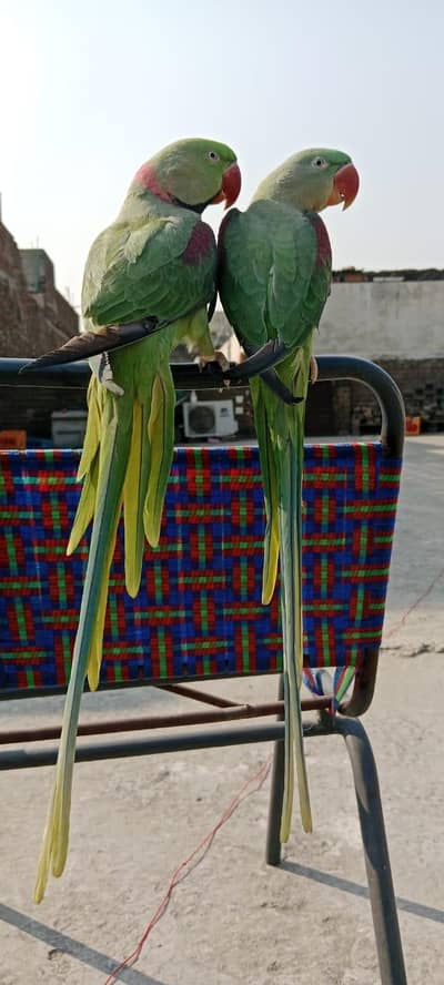 Tamed+Talking +Breeder Raw Parrot Pair for sale