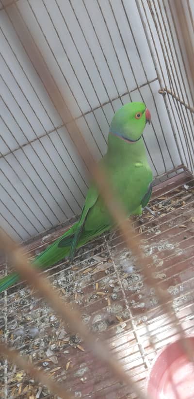 Ring Neck Breeder Male semi hand tame