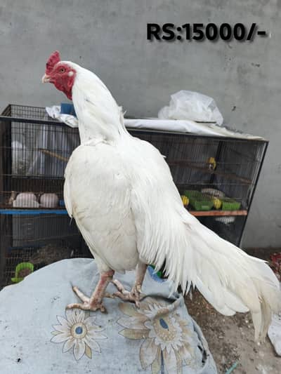 hirra male and female for sale.