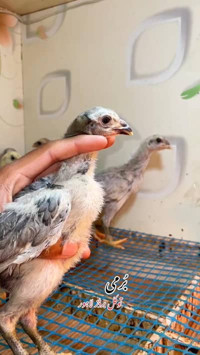 White Oh shamoo / Black Dragon  / Burmi chicks