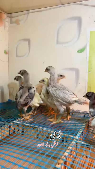 F. F. T breed / White Oh shamoo / Black Dragon  / Burmi chicks