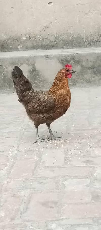 3 Golden misre murgia gher ki pale huwi