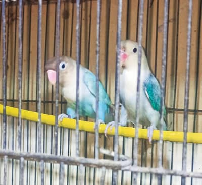 2500 BREEDER PAIR FOR SALE final 2300