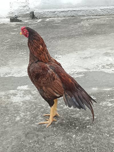 peela breed murga or cheeni madi peeli madi or boski madi ka eggs ha