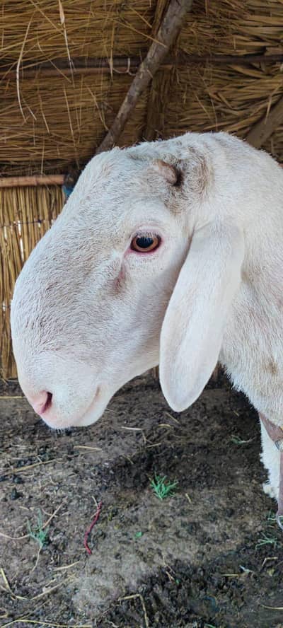 Talagangi White Dumba