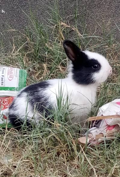 New Zealand Pure Rabbits White with red eyes also available