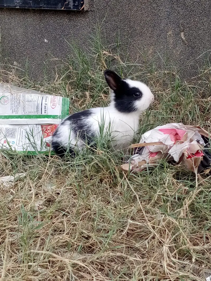 New Zealand Pure Rabbits White with red eyes also available — photo 2