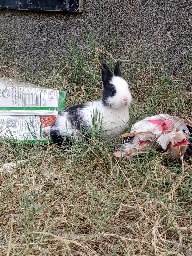 New Zealand Pure Rabbits White with red eyes also available — photo 3
