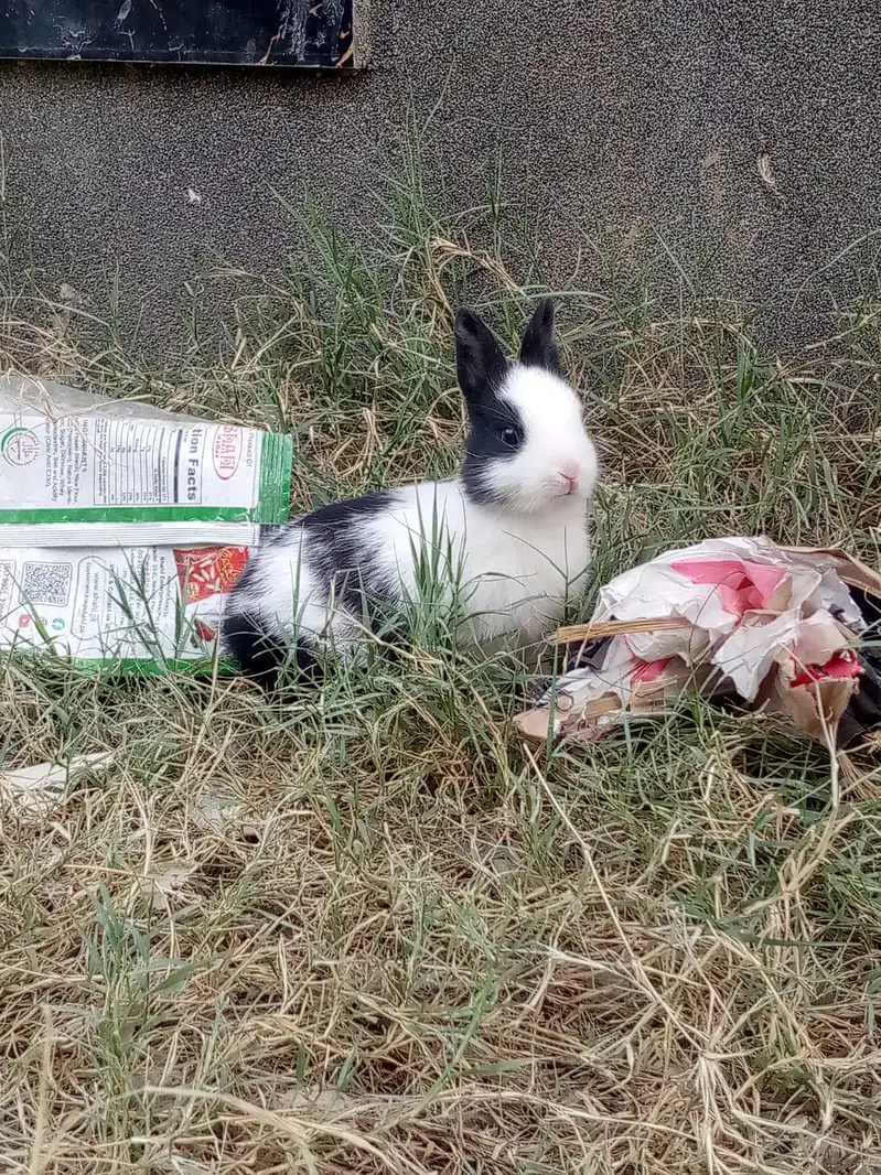 New Zealand Pure Rabbits White with red eyes also available — photo 4