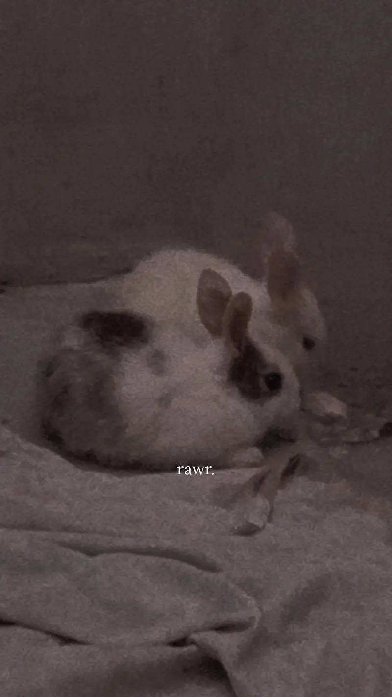 New Zealand Pure Rabbits White with red eyes also available — photo 5
