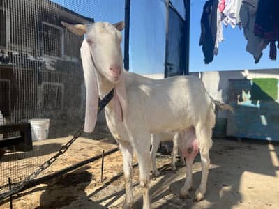Gulabi Goat with one male kid