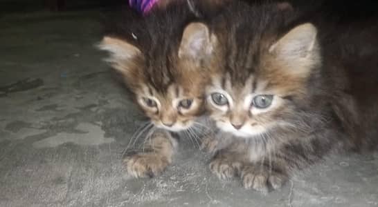 cat pair breed persion age 1 month