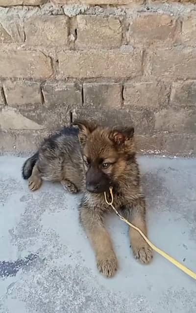 available for sale male double cot