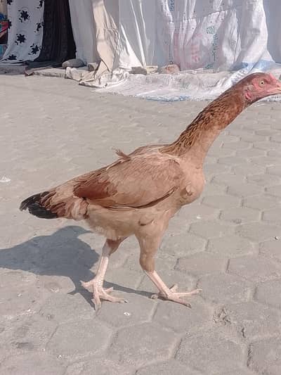 مرغی برائے فروغ