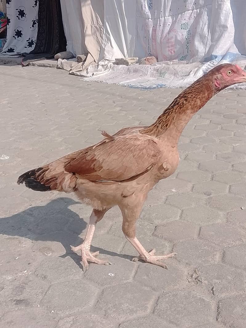 مرغی برائے فروغ 0