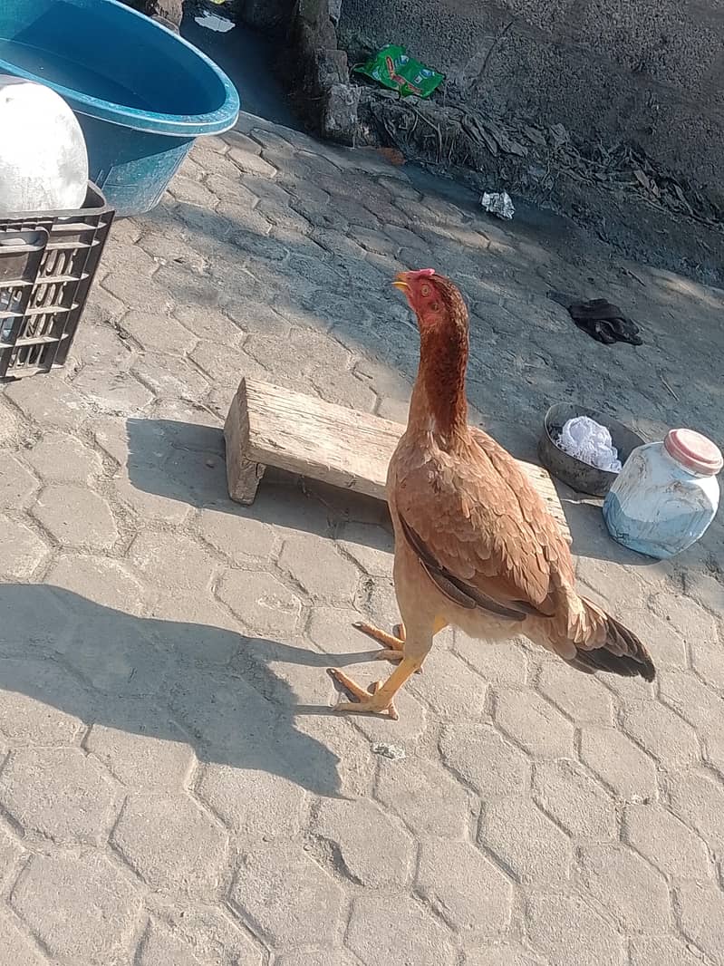 مرغی برائے فروغ 1