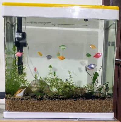 Acrylic Fish Aquarium ( COMPLETE SETUP ) MJ-M460