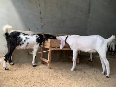 Gulabi Bakra For Sale 2 Daant