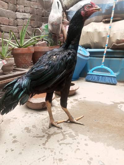 aseel male long height healthy and active