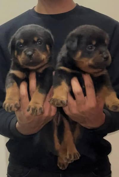 Rottweiler puppies | Dog Puppy | Punch Face Puppy for sale