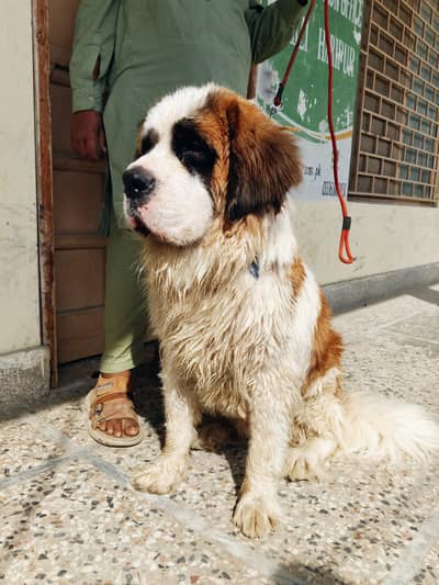 cybernaut English brand